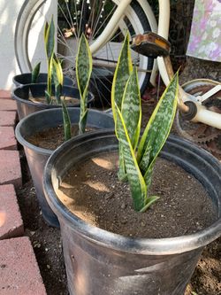 Snake Plants 🌱 3 Gallon Pot