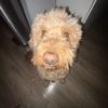 fozzies_corner