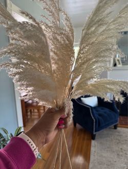 Dried Pampas Grass Bundle