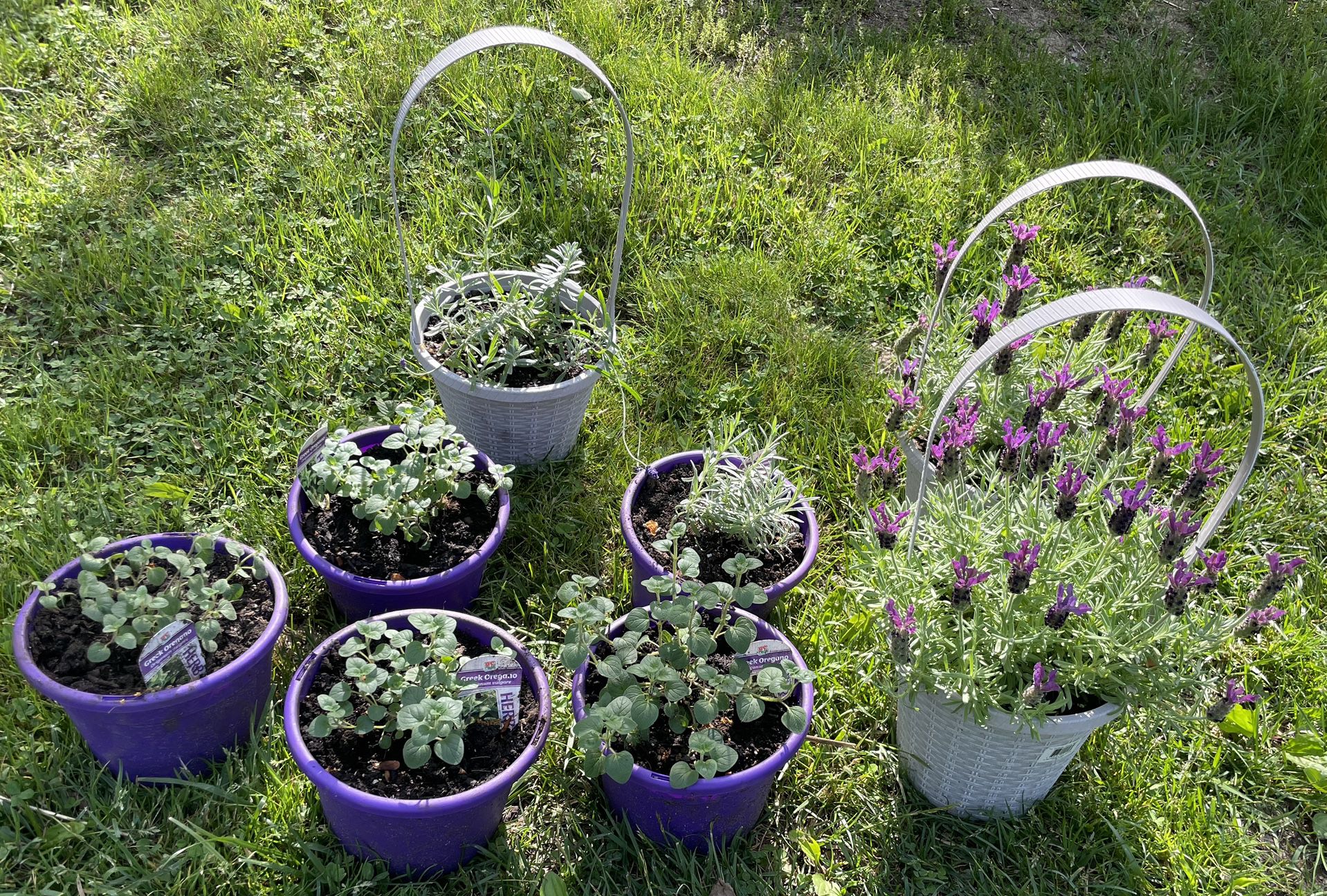 Lavender, Rosemary and Oregano Plants 