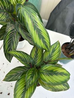 Calathea ‘Beauty Star’ for Sale