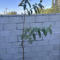 Guava Tree