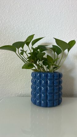 Pothos plant with 6” planter