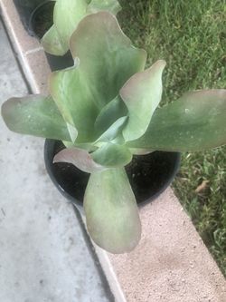 Succulents