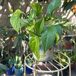 Golden Pothos Plant