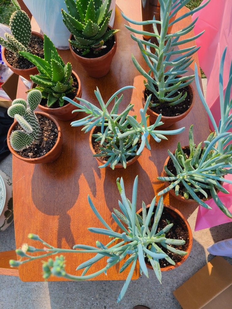 Plants, Nopales