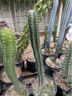 Cactus