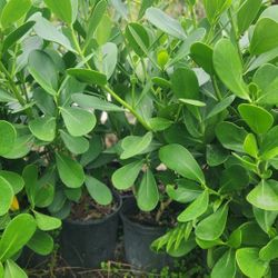 Beautiful Clusias Plants For Privacy!!! About 3 Feet Tall Measurements Over The Pot!!! Fertilized 