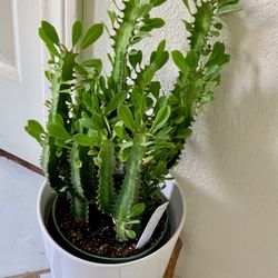 Gorgeous Euphoria Green Lucky PLANT🙏PLS READ DESCRIPTION 