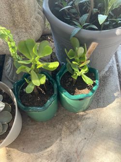 Jade plant