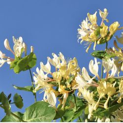 Honeysuckle seedling  