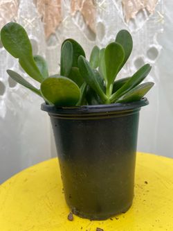 Jade Suculent