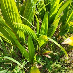 Coconut Tree