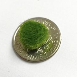 Marimo Moss Balls 0.25inch (0,6cm) Cladophora Live Plant 