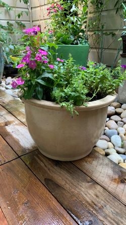 Assorted Flowers w/Flower Pot