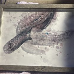 Turtle Picture 