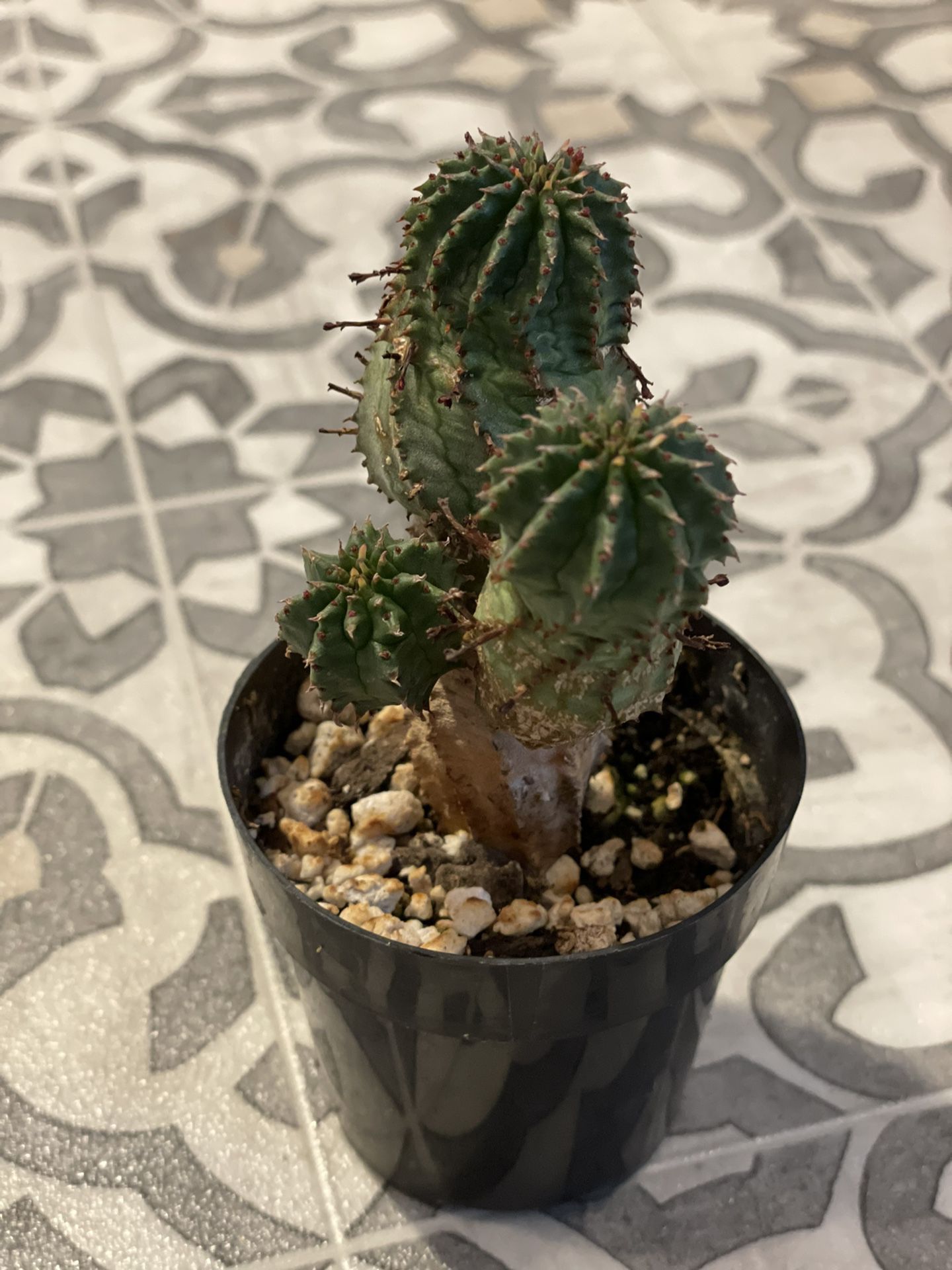 Euphorbia Pseudoglobosa Cactus Rare plant