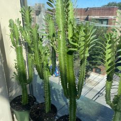 Euphorbia Milk Tree 🌳 