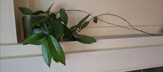 Live Hoya Plant with Long Trailing Vine