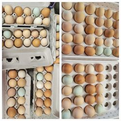 EGGS.    Free Range Non Gmo Fed