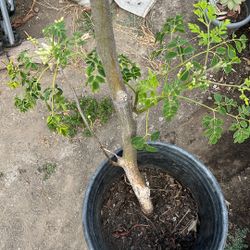 Moringa/malunggay