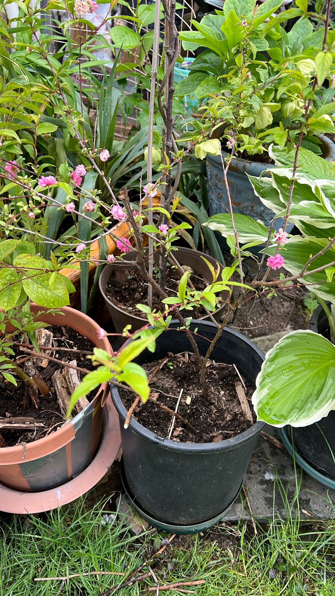 Live Potted “Peach” Plant. Blooming