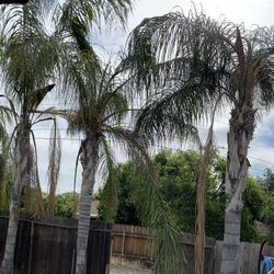Tree Trimming 
