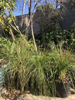 Fountain Grass Plants