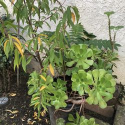 Plants For Sale 