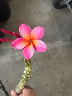 Cutting plumeria