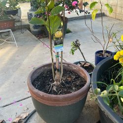 Monrovia Yellow Bird Magnolia