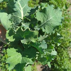 Kale Or CollardsPlant