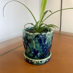 Potted Spider Plant Baby