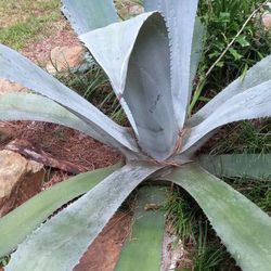 Plant Agave