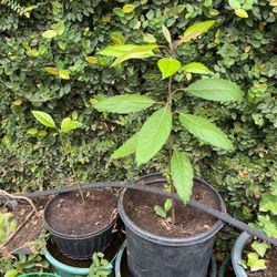 Avocado Plant In A Pot 
