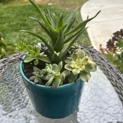 Beautiful Succulent 
