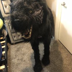 Halloween theme wolf 