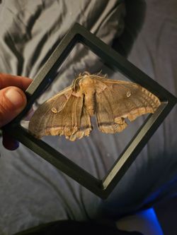 Polyphemus moth framed specimen