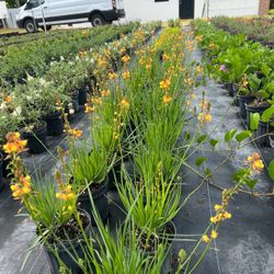 🧡 Plant: Bulbine Orange