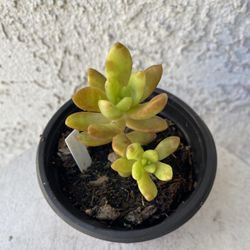 4 Inch Pot Succulent Plant - Sedum Adolpho Nussbaumerianum - Orange Delight - Coppertone Stonecrop - Rooted & Established - Drought Resistant -🪴