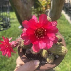 Flowering Cactus