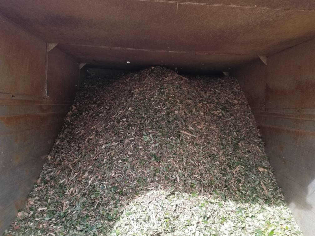 Free Oak Tree Mulch