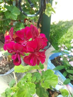 Vibrant Flowers
