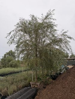 Weeping willow 24 gal