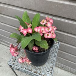 Crown Of Thorns 7 Diamond In One Gallon Pot 