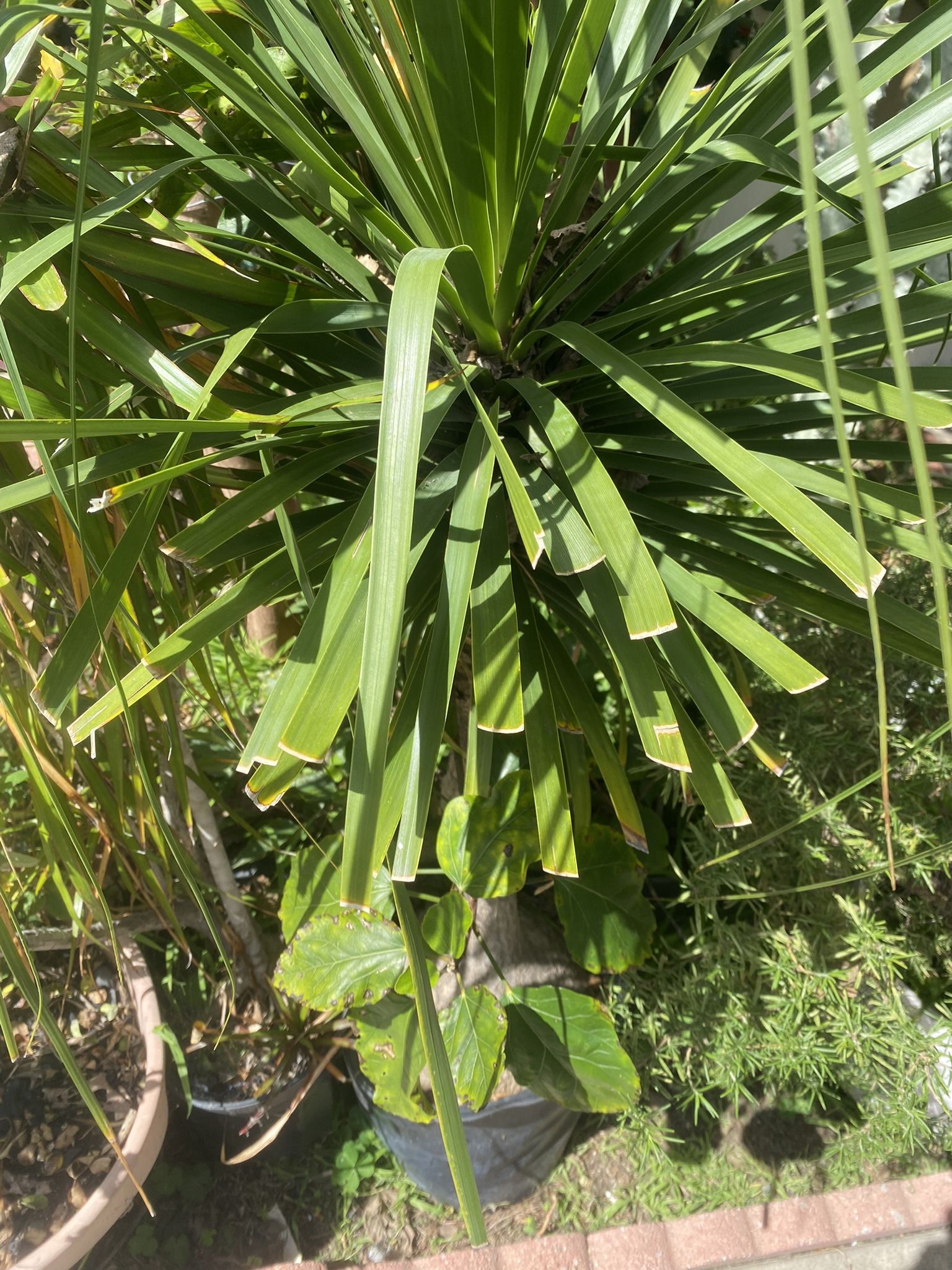 Indoor And Outdoor  Plant 