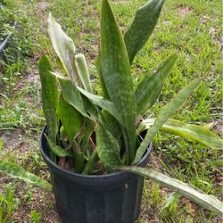 Snake Plant