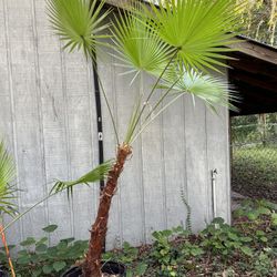 Everglades Tropical Palm Trees