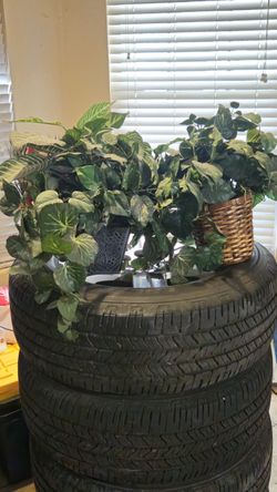 Plants Home Decor Both for $10