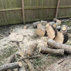 Cut Tree 